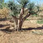 يوجد لدينا جميع انواع الأشجار الزيتون المعمر