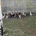 دجاج بلدي وتركي