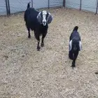 عنز معاها جفره تامه