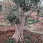 يوجد لدينا جميع انواع الأشجار الزيتون المعمر