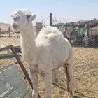 قعود عمره 10شهور