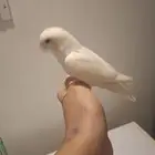 روز للبيع السعر نار