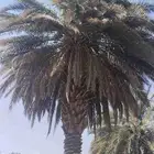 عمال صرام نخيل صرام تمر