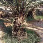 فصائل نخل في رهاط