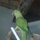 للبيع ببغاء دره هندي