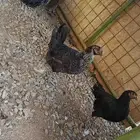 دجاج بلدي بياض