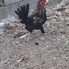 دجاج لل بيع