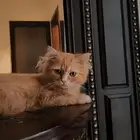 قط ذكر للتبني