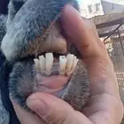 عنز متومه للبيع