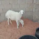 حريه والدوبربريه والد