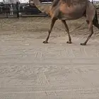 ضريبه كفو