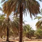 تكريب وتنضيف النخيل