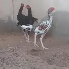 للبيع ديوك باكستاني