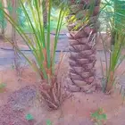 نخل مصيفه هلالي صقعي مجدول عجوه شيشي