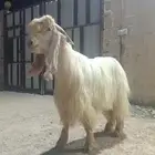 للبيع تيس عارضي اصفر