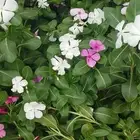 تنسيق حدائق وزراعه التيل وتركيب شبكة الري