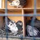 بكستاني تيدي بعياله