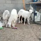 رخال ذبايح. تم البيع