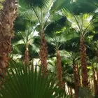 للبيع نخل واشنطني بااسعار منافسه نخل درجه اولا