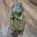 سنجاب الحقول - كلب البراري