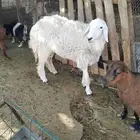 تم اابيع جذعه حريه الحال طيبه بكر