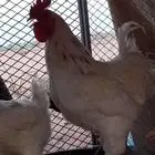 ديك براهما
