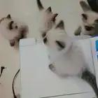 قطط هملايا للبيع عمر ثلاث شهورمرحه وتحب اللعب متعلمةللتربوكس