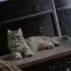 فندقه قطط