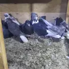 حمام قطيفي