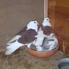 جوز راعبي منتج تحته فرخين