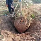 نخل خلاص برحي سكري