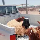 ذبيحتك لباب بيتك