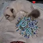 قطه مفقوده ضائعه