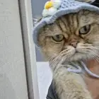 قطو سكوتش فولد