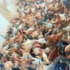 دجاج بلدي