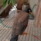 للبيع مينو نهايت غر حجم ماشالله