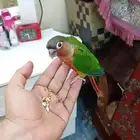 مفقود كنيور حي الشرفيه عماير الاسكان الي يحصل يوتواصل.