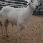 فحل صنف سنه سديس مشروط اذا ما اضرب مرجوع