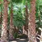 نخيل واشنطني نخيل واشنطونيا