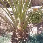 نخل روثانا وبرني العلا نقايل من متر الى متر ونص ونخل ن نظيف