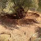 يتوفر لدينا عمال نخيل تحويض نضافة انخيل تكريب قلع واغرس اتوا