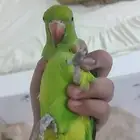 دره هندي