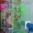 هامستر للبيع