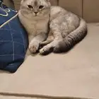 قطط للبيع