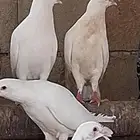 حمام فرنسي العدد حول 70 حبه ..