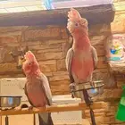 فروخ كوكاتو قالا