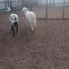 حيل جذعات