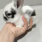 أرنوب صغير أوريو
