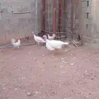دجاج رومي وبلدي وبط وحمام للبيع بيشه