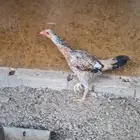 دجاج باكستاني للبيع عمرها 4 شهر